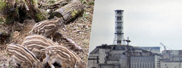 We had been wondering for years why the Chernobyl wild boars were so radioactive. The answer was not in the accident