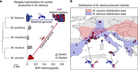 Hybrid ants work together in colonies