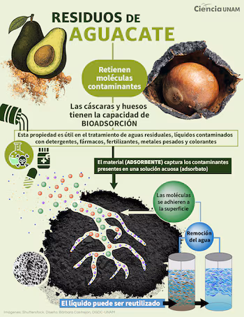 The UNAM project converts avocado peels and pits into biomaterials that improve water quality. | (Credit: General Directorate of Science Dissemination, DGDC)
