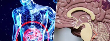 The body warns of Alzheimer's long before the brain. The clue is in the intestine