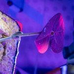 Addressing a Major Logistical Challenge in Colonizing Mars: Medication Expiration