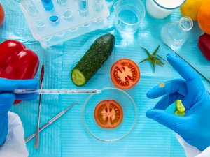 Drought-Resistant, ‘Non-Transgenic’: What Are These New GMOs That MEPs Are Set to Approve?