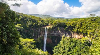 International Day of the Tropics: Honoring Mangroves, Water, and Endangered Species