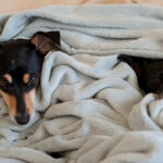 Sleeping with Your Dog or Cat: Comforting Idea or Sleep Saboteur? Science Reveals the Truth