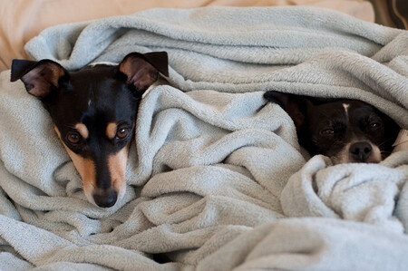 Sleeping with Your Dog or Cat: Comforting Idea or Sleep Saboteur? Science Reveals the Truth