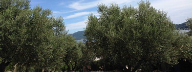 75% of the Spanish Olive Grove is Already Operating at a Loss: Spanish Oil is Undergoing Radical Changes, and We Are Just Starting to Understand It