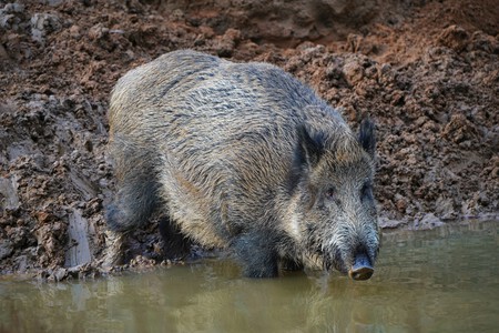 Every Time We’ve Placed a GPS on Wild Boars, They’ve Surprised Us: The Latest Case in Spain Is No Exception