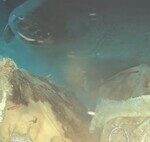 In 1871, a Farmer Left Five Cows to Their Fate on a Remote Island; Against All Odds, They Colonized It