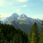 Italy Planted Millions of Fir Trees to Protect the Alps—90 Years Later, Biodiversity Has Decreased by Half