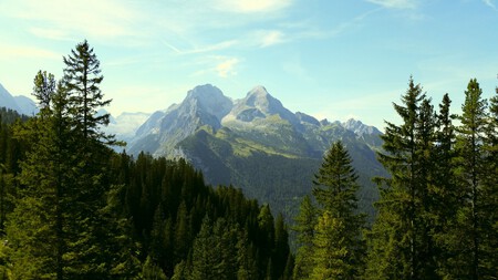 Italy Planted Millions of Fir Trees to Protect the Alps—90 Years Later, Biodiversity Has Decreased by Half