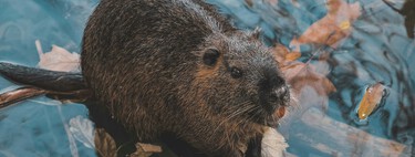 We have a new and surprising "secret weapon" against climate change: beavers