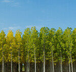 Spain Planted Millions of Eucalyptus Trees for Inexpensive Wood. 90 Years Later, We Confirm They Created a Green Desert.