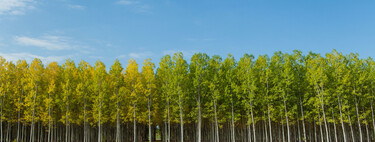 Spain Planted Millions of Eucalyptus Trees for Inexpensive Wood. 90 Years Later, We Confirm They Created a Green Desert.