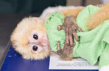Cornare leads recovery efforts for wild animals kidnapped for trade - credit @cornare/X