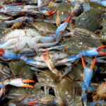 The Blue Crab is a Pest in the Mediterranean: Italy Discovers the Solution by Cultivating Oysters
