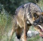The Last Thing We Expected in the “War on the Wolf”: Armored Sheep