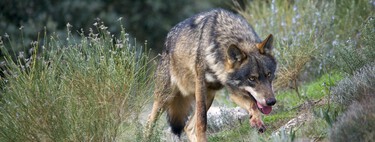 The Last Thing We Expected in the “War on the Wolf”: Armored Sheep