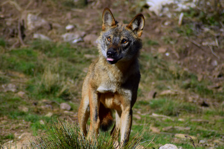 The Legal Shield for Wolves Has Been Eroding for Years: Most Communities in Spain Now Open to Hunting Them