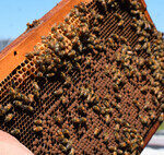 We Believed Cities Were a Desert for Bees, But 5.5 Million Live Beneath This Cemetery in New York
