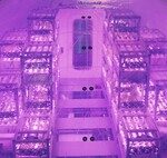 We Have Been Growing Lettuce in Space for Years, but Now We’ve Discovered It Could Make Us Sick