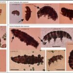 We Have Discovered the Kryptonite of Irreducible Tardigrades on the Surface of Mars