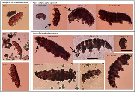 We Have Discovered the Kryptonite of Irreducible Tardigrades on the Surface of Mars