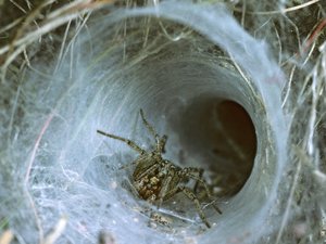 First Identification of One of the World’s Most Venomous Spiders in Europe