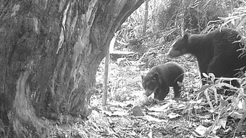 A female Andean bear was registered with her cub in the Serranía de Peñas Blancas DRMI, in the municipality of Palestine (Huila). - CAM credit