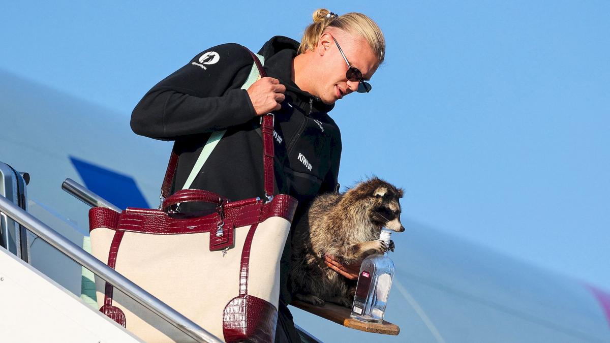Erling Haaland Returns from the 2026 World Cup with a Raccoon!