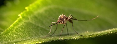40 years ago we discovered a way to repel mosquitoes. Now the mosquitoes have learned to ignore it