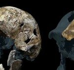 Growing Up: A Massive Analysis Reveals the True Definition of the Genus ‘Homo’ from Its Origins