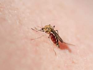 Two Coastal Towns on Red Alert Due to West Nile Virus: Authorities Concerned After First Five Cases Identified