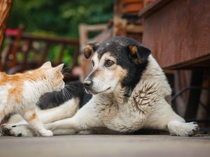 “A Mountain of Animals”: 75 Mistreated Dogs and Cats, Four Gerbils, and a Canary Discovered in Unimaginable Conditions