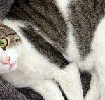 Experts Agree: “Complete Confinement in Apartments Bores and Stresses Cats, Altering Their Nature”
