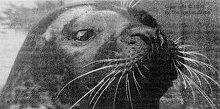 In 1971, a U.S. Aquarium Rescued an Orphaned Seal; Five Years Later, He Began to Speak in English