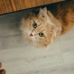 Noelia Hernández, Cat Educator: “When We Leave Home, Even for a Weekend, Cats Must Be Supervised”