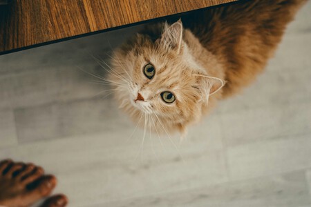Noelia Hernández, Cat Educator: “When We Leave Home, Even for a Weekend, Cats Must Be Supervised”