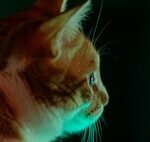 Noelia Hernández, Feline Educator: “We’ve Always Believed Cats Are Nocturnal, and It’s Normal for Them to Wake Us Up”