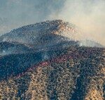 Spain Gains More Forests but Fewer Resources to Prevent Fires: Their Solution? Fire Donkeys