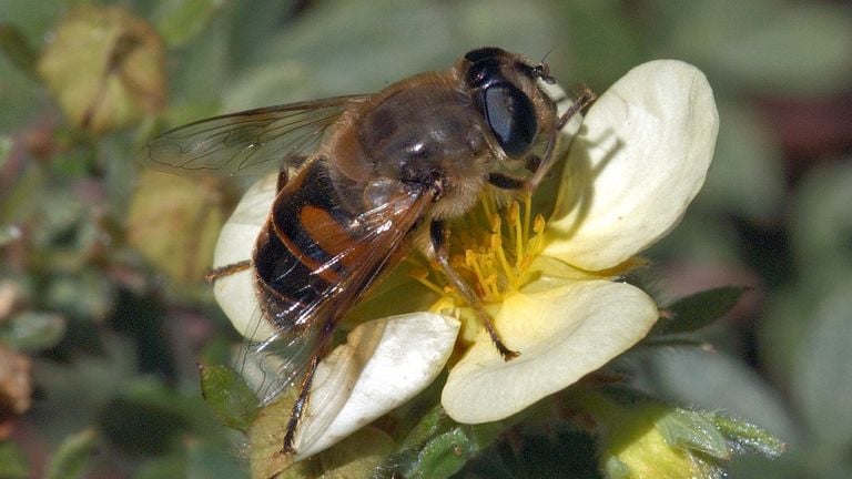 Una abeja ciega (foto: Saxifraga/Ab H. Baas).