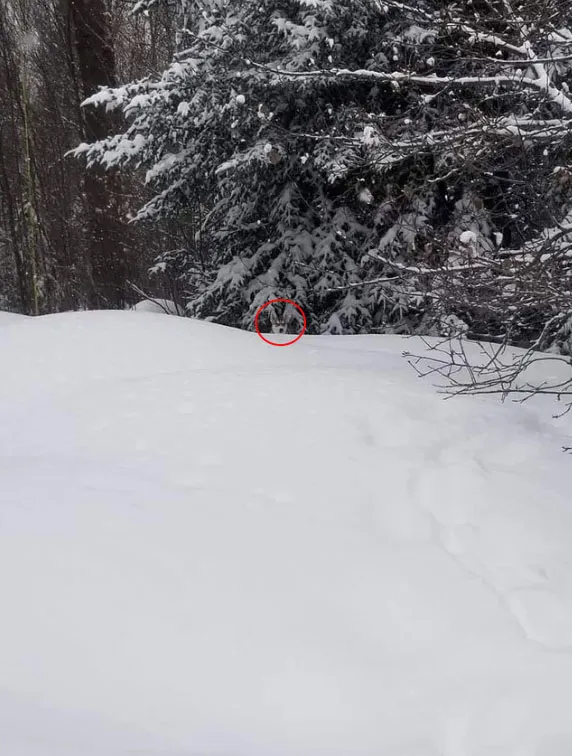 La cabeza del perro se asoma detrás de las montañas de nieve.