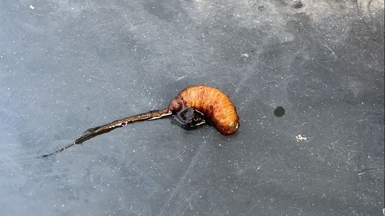 Larva de cola de rata de la abeja ciega (foto: Ben Jansma).