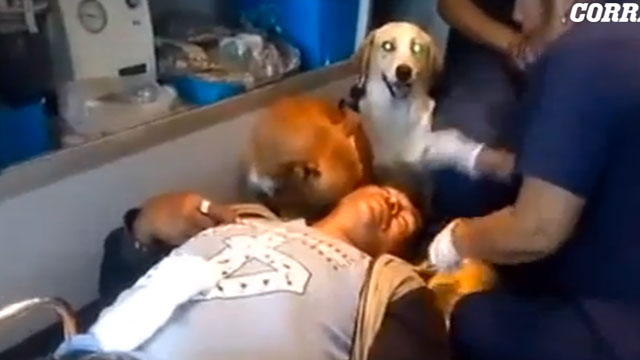 Perú, lo llevan al hospital: sus perros no lo abandonan
