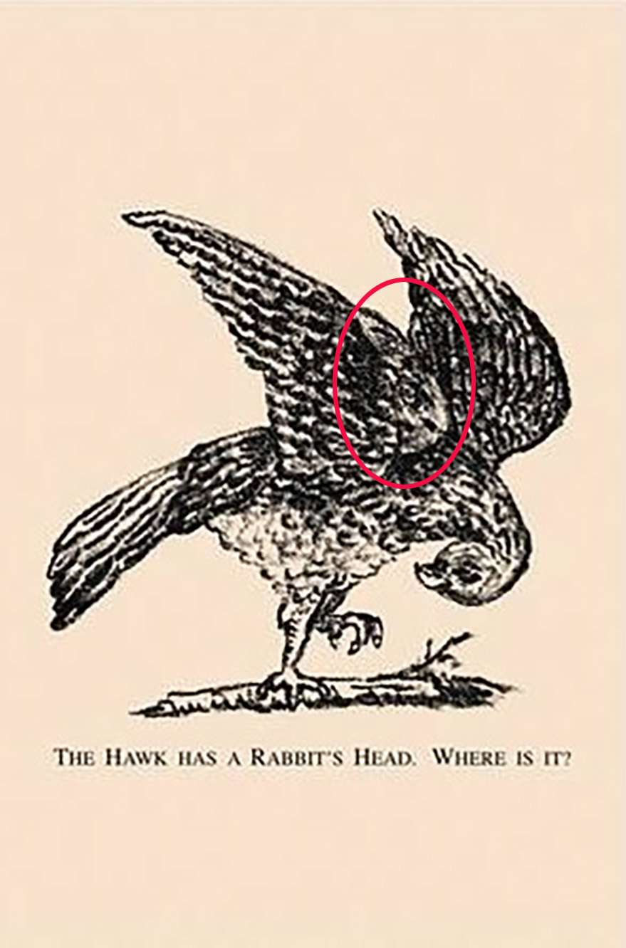 La cabeza del conejo se encuentra en el ala del halcón.