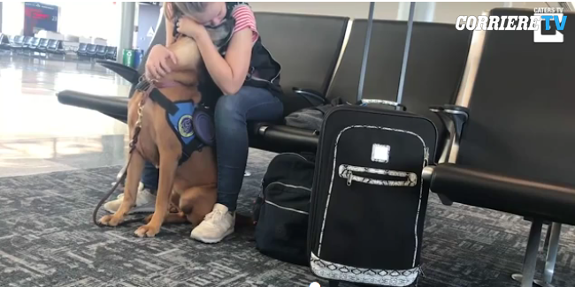 Oakley, el perro entrenado contra los ataques de pánico, calma a su dueño