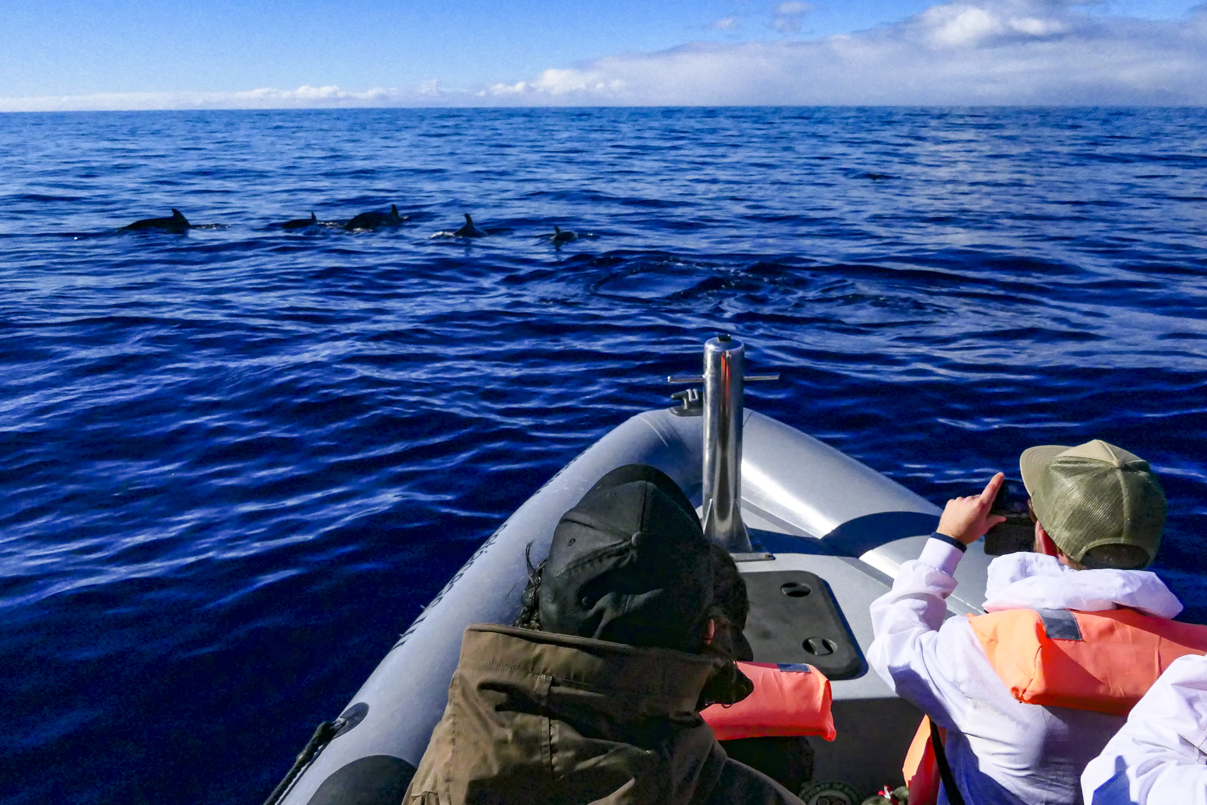 El avistamiento de ballenas y delfines es una actividad que se puede realizar durante todo el año.