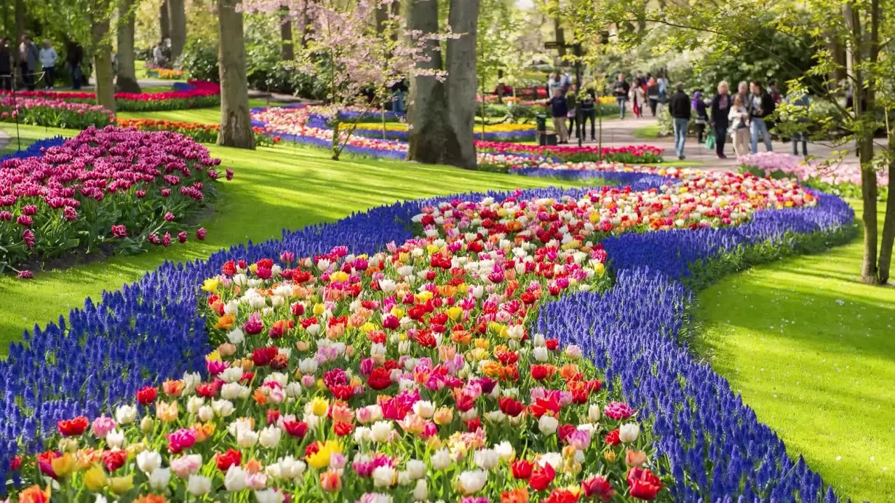 La maravilla de los tulipanes, el inmenso y colorido parque Keukenhof reabre en Holanda