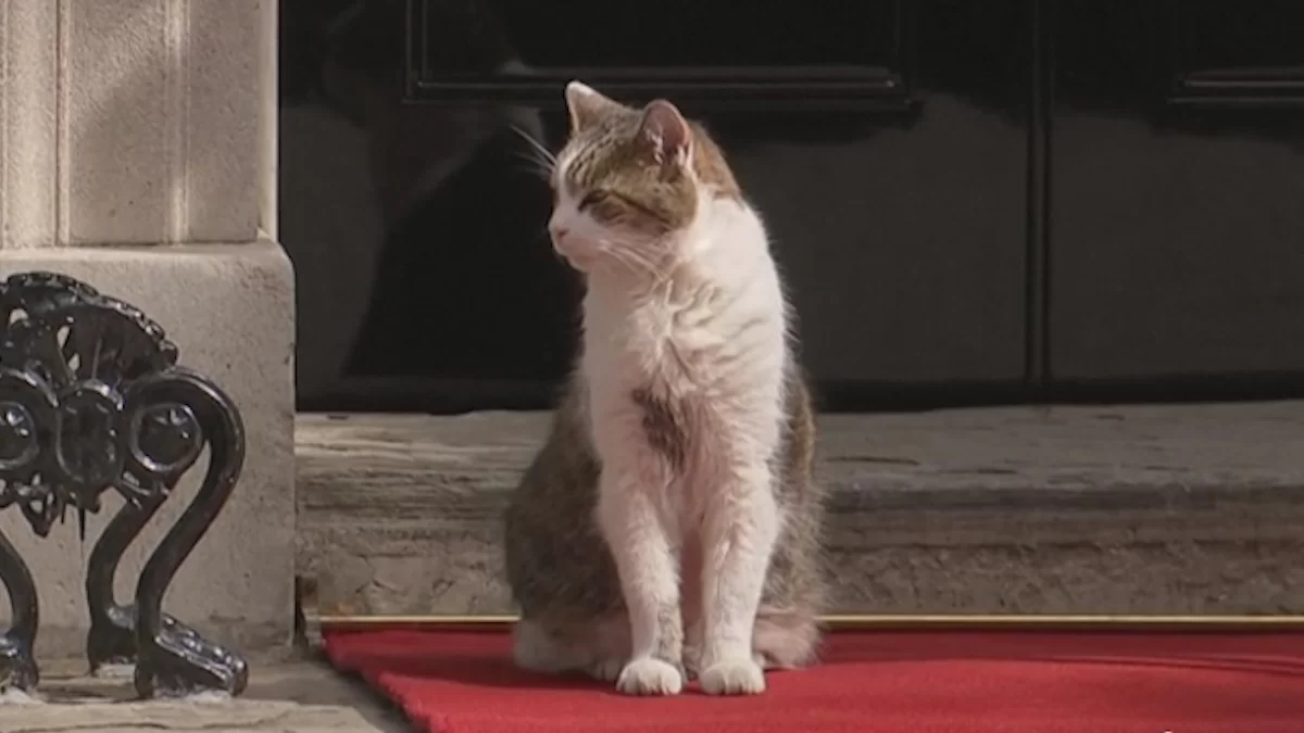 Larry, el gato de Downing Street espera al presidente Biden en la alfombra roja