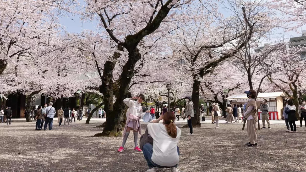 Hanami, Japón, está teñido de rosa y blanco debido a las flores de cerezo.