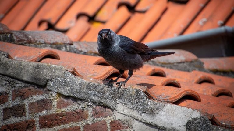 Las grajillas ya comenzaron a construir nidos en las chimeneas en febrero (foto: Freddy vía Pixabay).